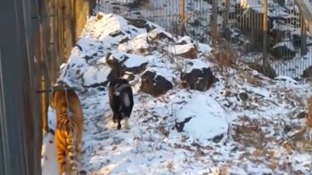 01 Дружба Амура и Тимура смотреть онлайн