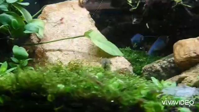 Fish from our Aquarium смотреть онлайн