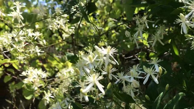 Clematis Vitalba