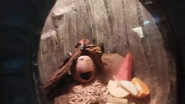 стихотворение о мадагаскарских таракан ах 16 сентября 2021 г. смотреть онлайн