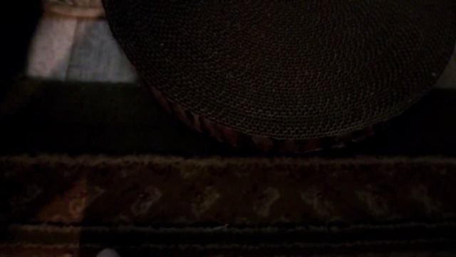 Мы купили котёнка 😍❤️🥰 смотреть онлайн