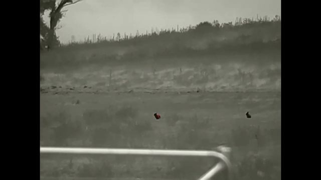 Bunny busting with the FX and Infiray Rico RL42 смотреть онлайн