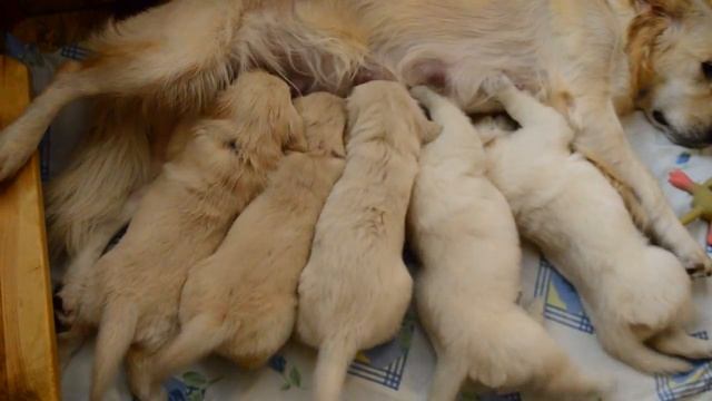 Адрес сайта под видео! Волшебный ролик о жизни деток Вольта и Бетти, са смотреть онлайн