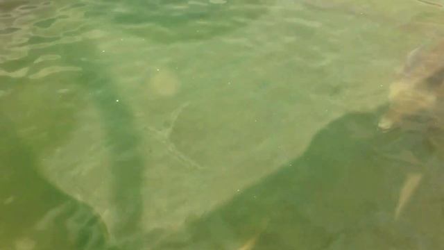 Зоологический парк Москва. Зоопарк от ПЕТРА АРТАМОНОВА