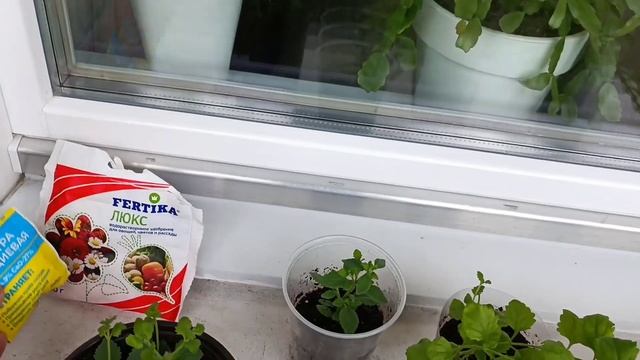 Махровая Бакопа, выращивание от черенка до пышного куста! смотреть онлайн