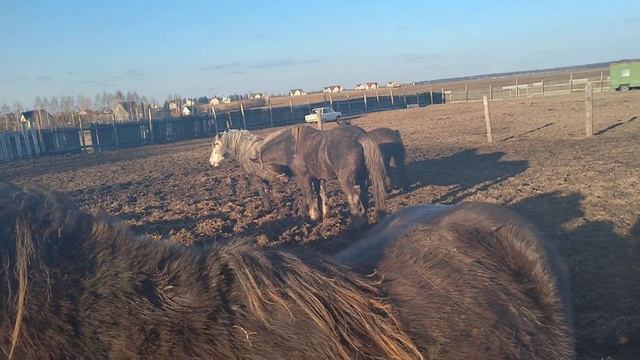 как мы кормим лошадей смотреть онлайн