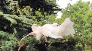 Голуби целуются/красивые птицы/набережная Севастополь 2019/с Днем любви!!!