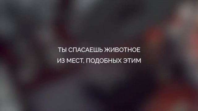 Что видят животные, а мы — нет смотреть онлайн