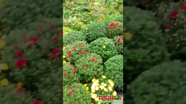Астра Мультифлора смотреть онлайн