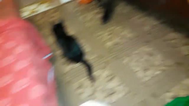 Старенький котик Бертик в средней группе кошкиного дома.😻 смотреть онлайн