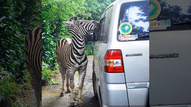 Drive Through Zoo Taman Safari Zoo West Java Indonesia смотреть онлайн