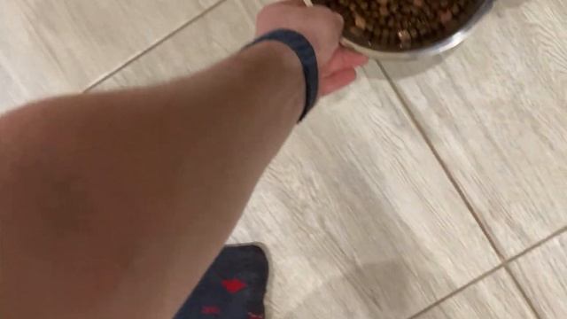 КАК ПРАВИЛЬНО КОРМИТЬ СОБАКУ? #дрессировка #воспитание #послушание #какнаучитьсобаку смотреть онлайн