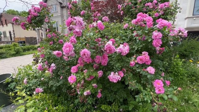 一种耐寒、开花多的月季玫瑰 - 是'Angela ®' Rose 吗？（网友推荐：John Cabot rose，john davis rose） смотреть онлайн