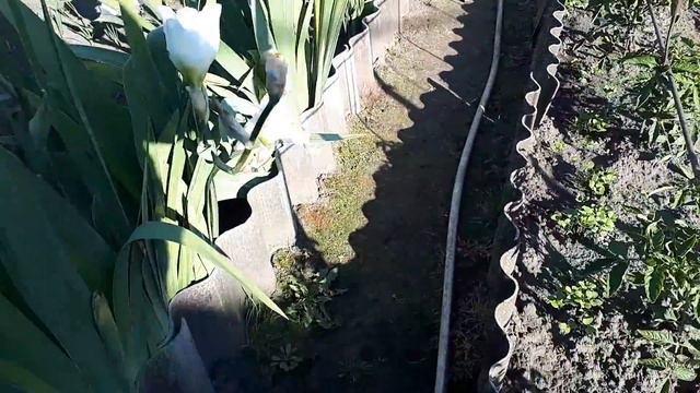 ИРИСНАЯ КРАСОТА.... смотреть онлайн
