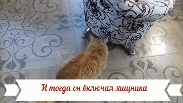 Рыжий кот заменил мать крольчатам - советую это видео посмотреть смотреть онлайн