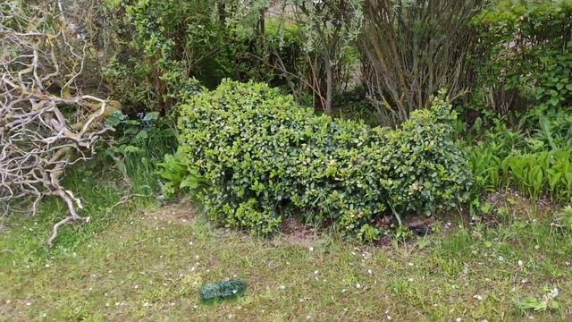 Топиарная стрижка. Ваза с цветами из самшита и кот из пираканты. смотреть онлайн