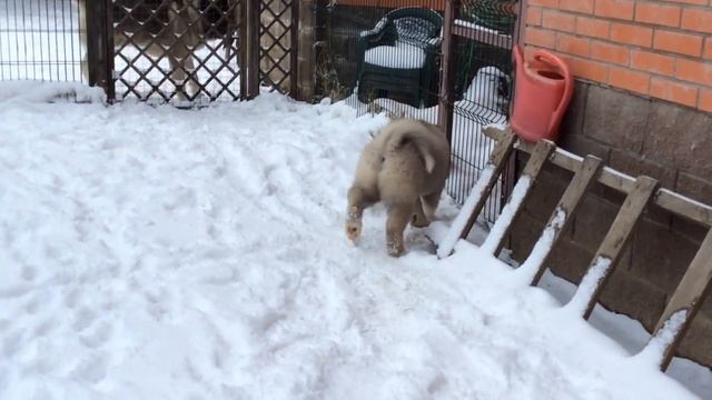 Длинношерстная акита Ричи Экшн Нерис 3 месяца с папой смотреть онлайн