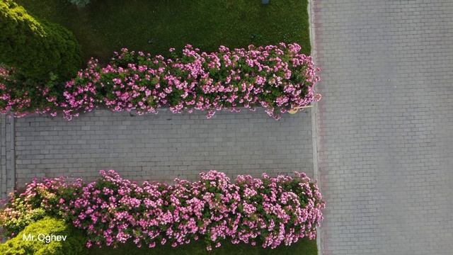 Центр отдыха Радуга. Озеро Иссык-Куль. #иссыккуль #киргизия #dji смотреть онлайн