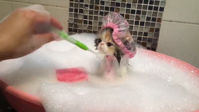 Котёнок принимает ванную смотреть онлайн