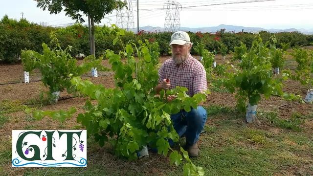 "Men Walking as Trees" | GIT Pruning Series | Bryan Barnes | Growing in Torah смотреть онлайн
