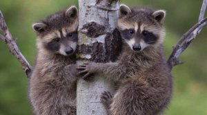 Как выглядят новорожденные детеныши разных животных