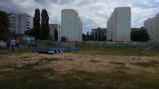 Фристайл Воронеж 09.07.2017 Антон Суворов и русский спаниель Лайт смотреть онлайн