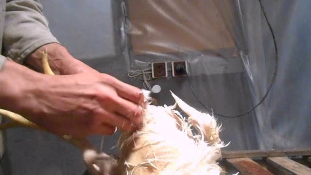 Ощип курицы, бройлера. Быстрое снятие пера с птицы, кур, бройлеров самому в домашних условиях. смотреть онлайн
