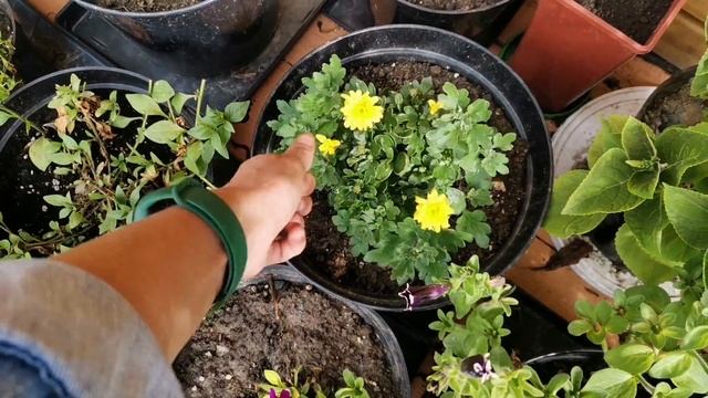 Убираю чеснок. Сорта лука на севок. Бройлеры 