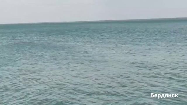 Дельфины в Азовском море смотреть онлайн
