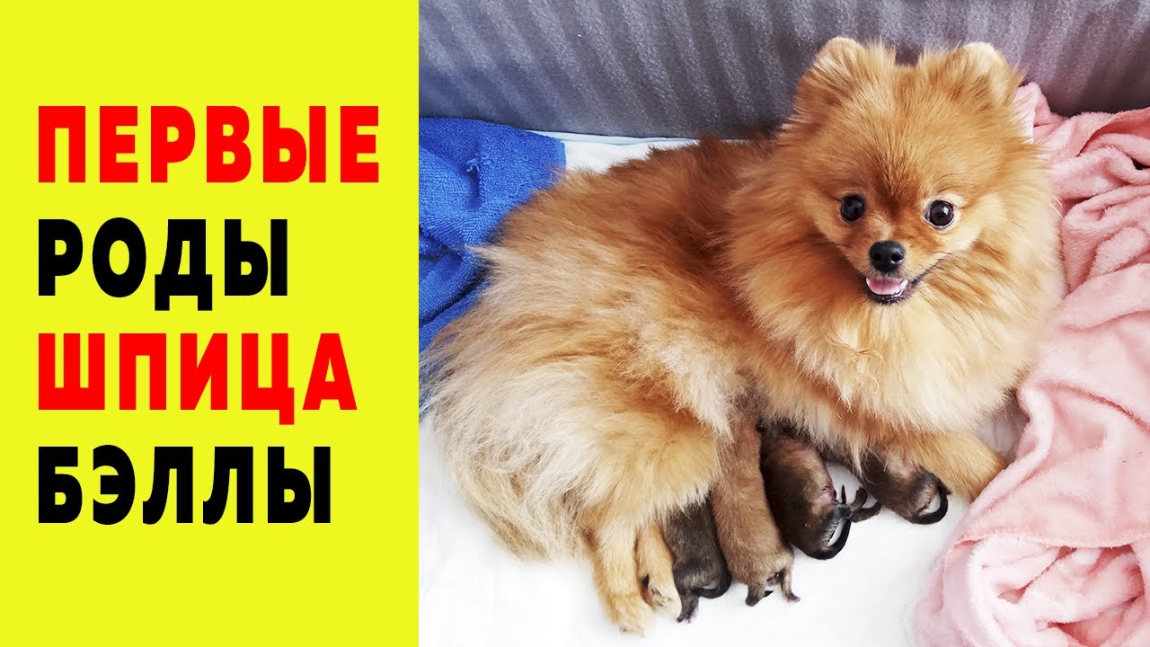 Первые роды шпица Бэллы. Шпиц Оливия стала бабушкой. Роды собаки породы шпиц. Ощенилась собака