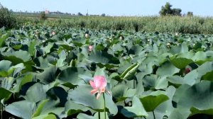 Ахтанизовский лиман. Долина лотосов.