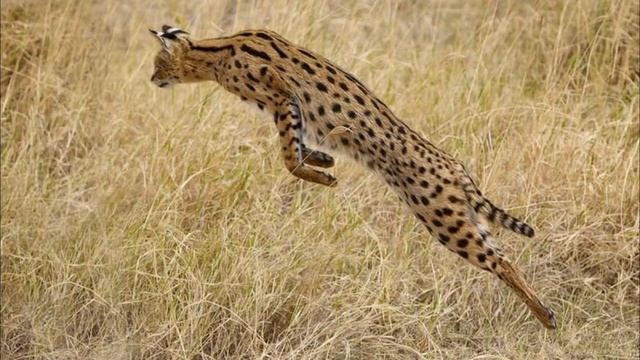 Домашний питомец или изящный охотник? Изящный хищник - Сервал. смотреть онлайн