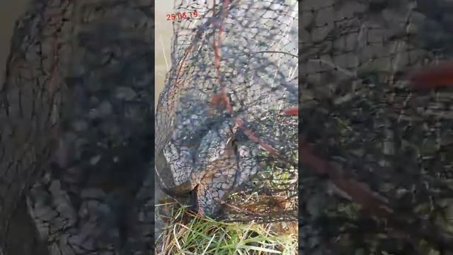 Красный яр! 25.05.19. Сазанчики на удочку! смотреть онлайн