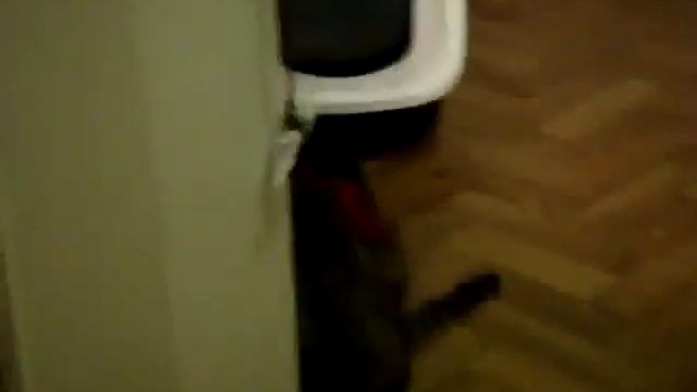 Кошка играет с бантиком, привязанным к двери - Погрызивает смотреть онлайн