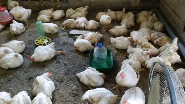 бройлеры,48 дней