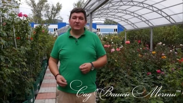Ароматные розы. Часть2. Питомник 'Сад Вашей Мечты' смотреть онлайн