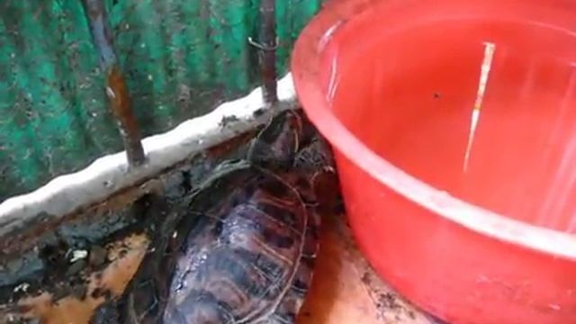 Черепашка под песенку Мудрые ноги