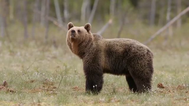 Стальной медведь Teräskontie Haaste Kostamus смотреть онлайн