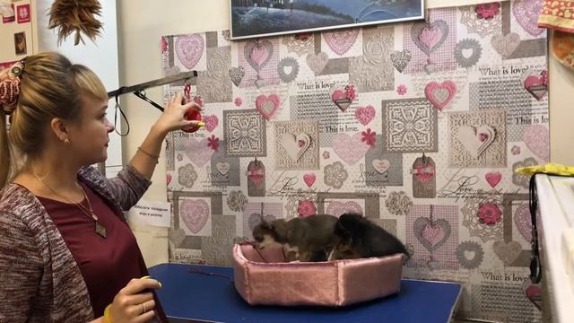 Урок второй. Подготовка к выставке. Стойка собаки. смотреть онлайн