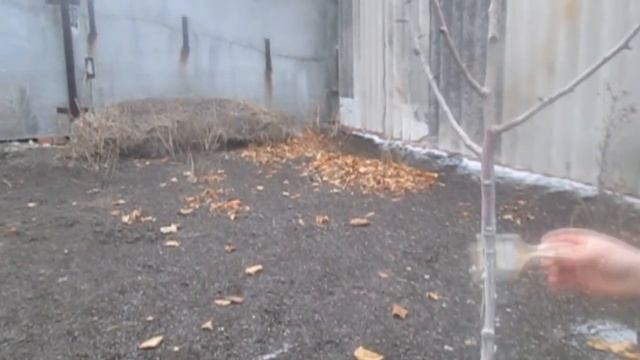 Побелка плодовых деревьев в саду (поздняя осень,зима) смотреть онлайн