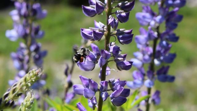Bring Back the Pollinators смотреть онлайн