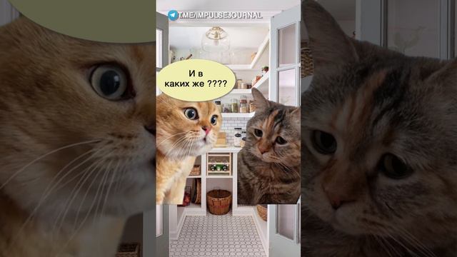 Ты меня знаешь #мем #мыкотики #приколы #юмор #разговор #анекдот #шутки #котики смотреть онлайн