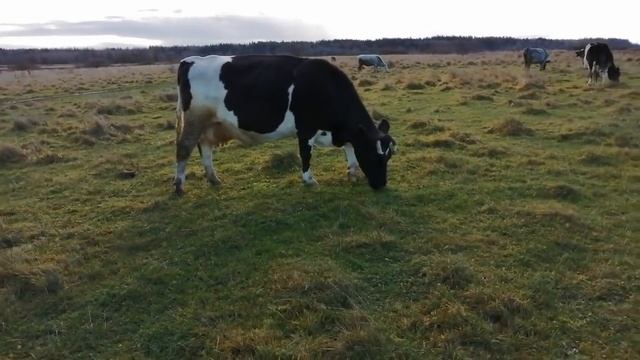 ПЕРЕЕЗД В ДЕРЕВНЮ:БЕЗУМИЕ ИЛИ ОСУЩЕСТВЛЕНИЕ МЕЧТЫ?!КТО ТАКИЕ ЭТИ ДАЧНИКИ?МОЕ МНЕНИЕ! смотреть онлайн