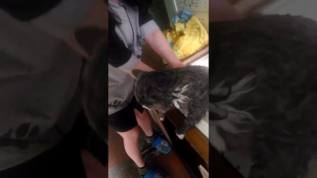 Вот так у нас в Лучегорске моют котов смотреть онлайн