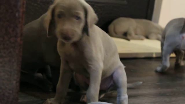 Щенки веймаранера смотреть онлайн