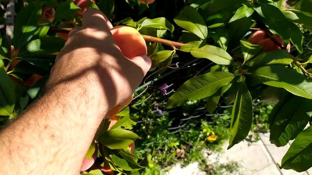 Персик Т3 Вайн Голд смотреть онлайн