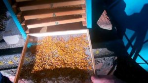 сбор пыльцы и прополиса....2020г.