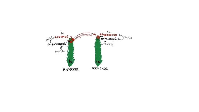 Жизненный цикл мха | БИОЛОГИЯ ЕГЭ | Лина Клевер смотреть онлайн