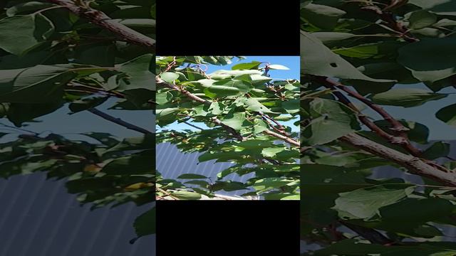 первые абрикосы