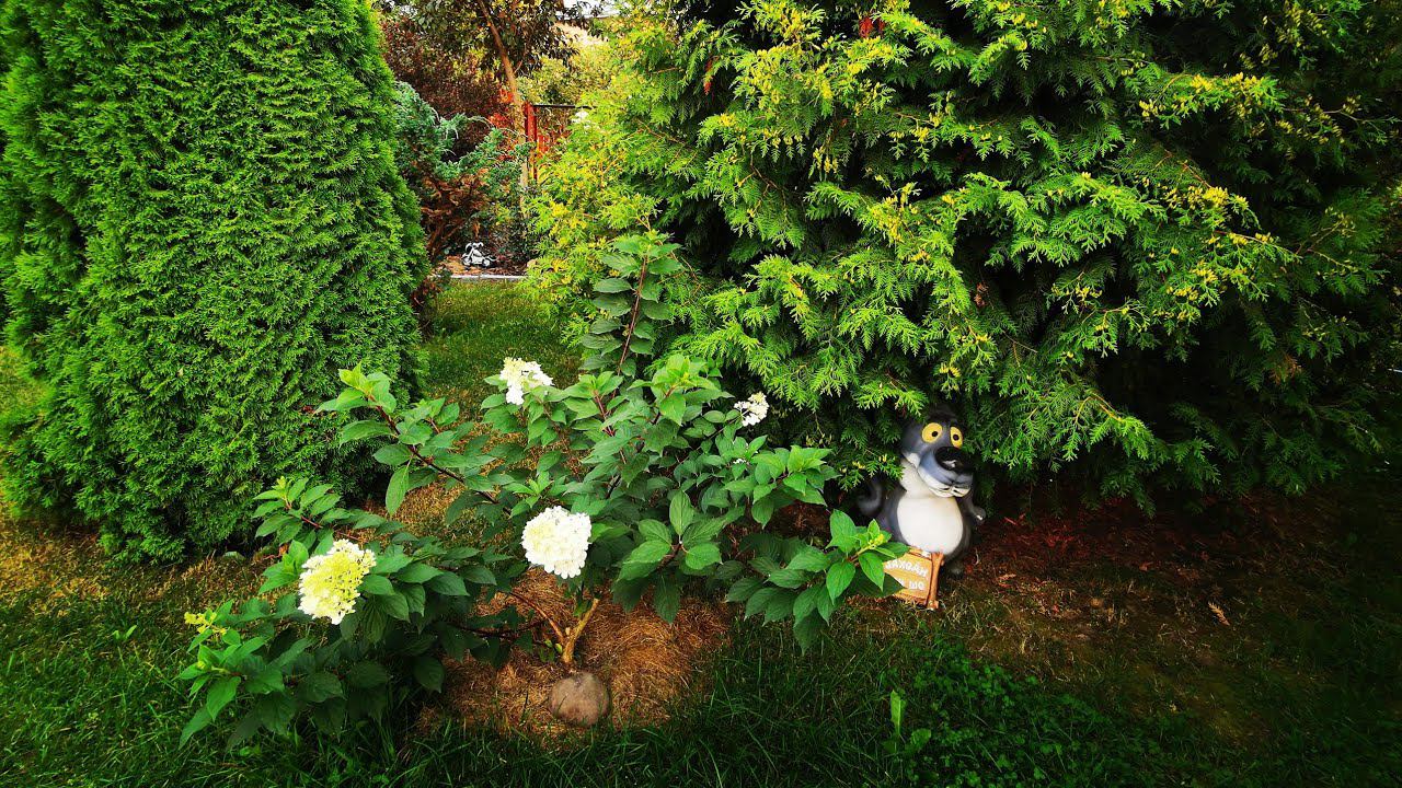 Прогулка по моему саду! Часть2 Обзор растений Болталка Август 2022 смотреть онлайн